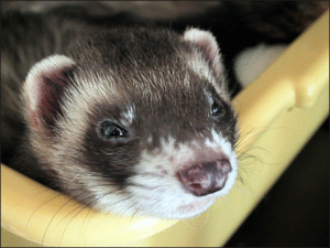 Ferret fun facts