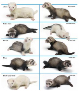 Ferret Colors