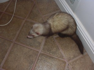 Ferret Newt