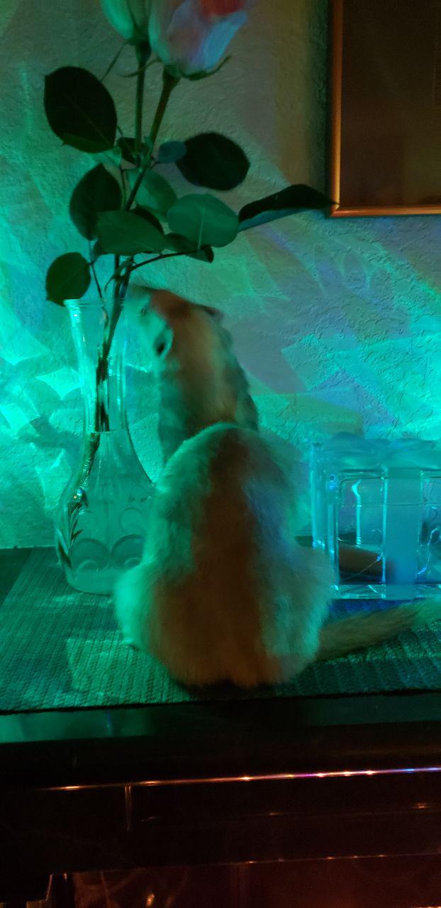 Ferret and Fairly Lights