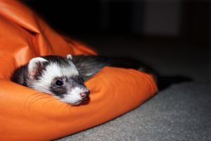 ferret