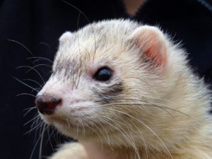 Ferret