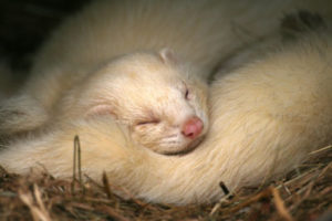 older ferret