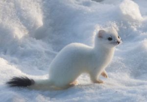 Snow ferret