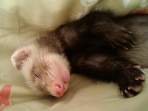 baby ferret