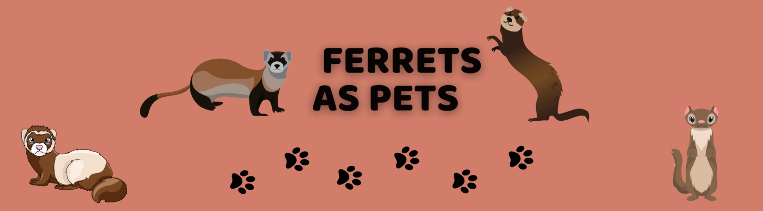 Ferrets as Pets
