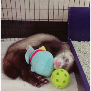 ferret